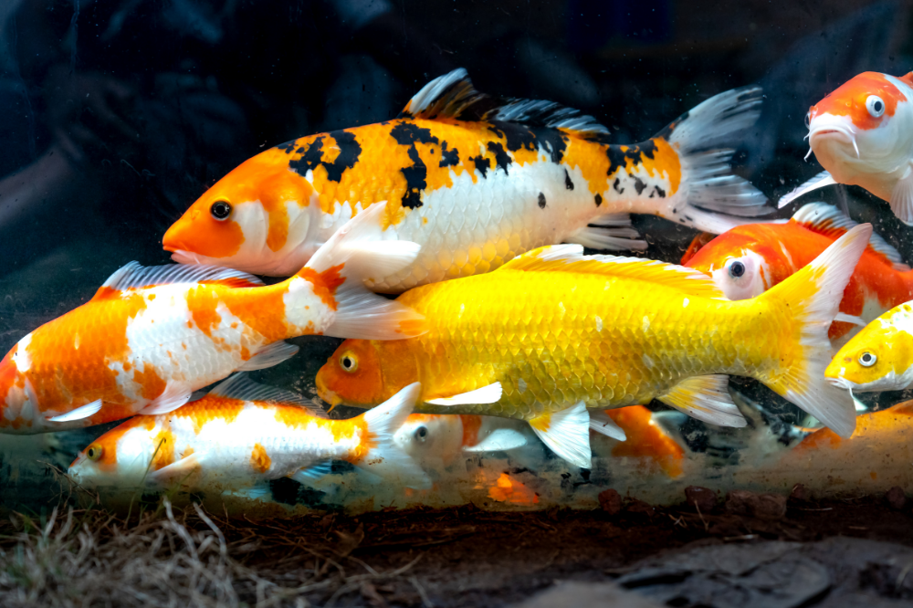Beginner’s Guide to Caring for Aquarium Fish
