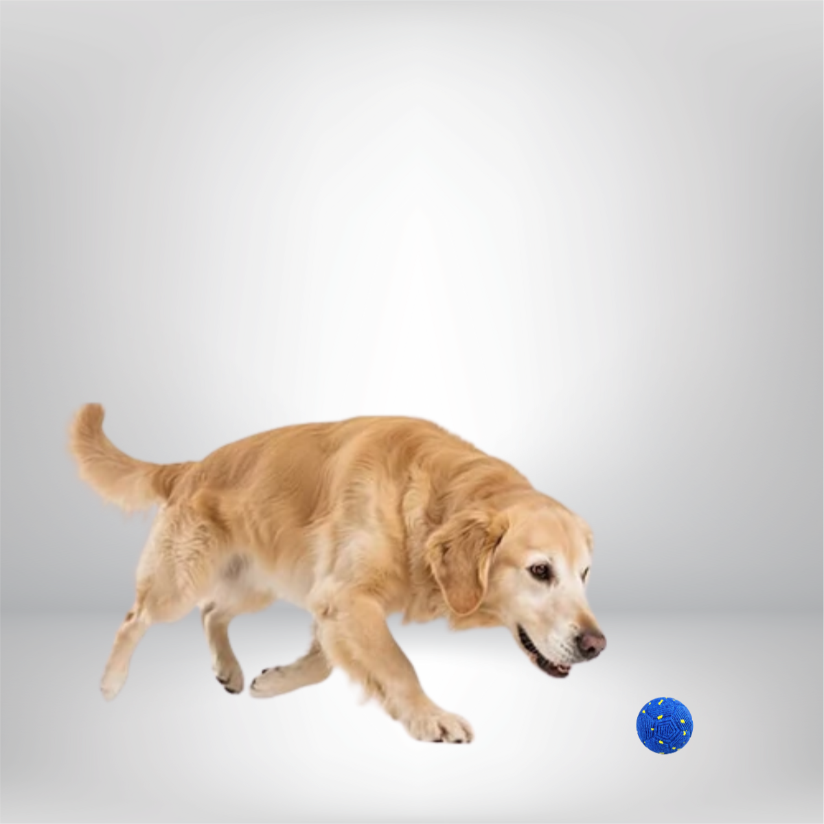 The Best Interactive Toys to Keep Your Dog Entertained When Home Alone