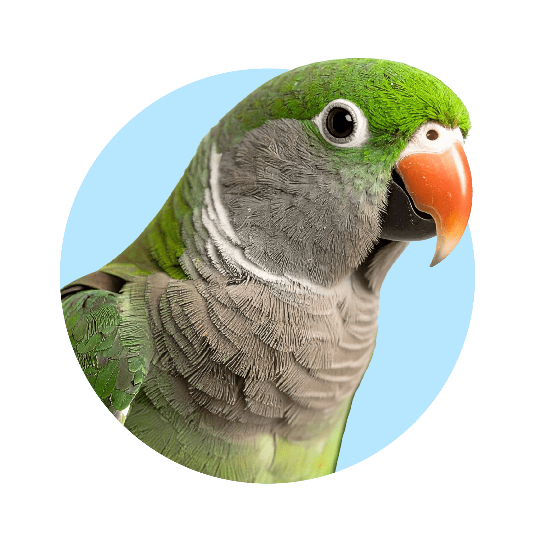 Close-up of a parrot with a green head and orange beak on a transparent background