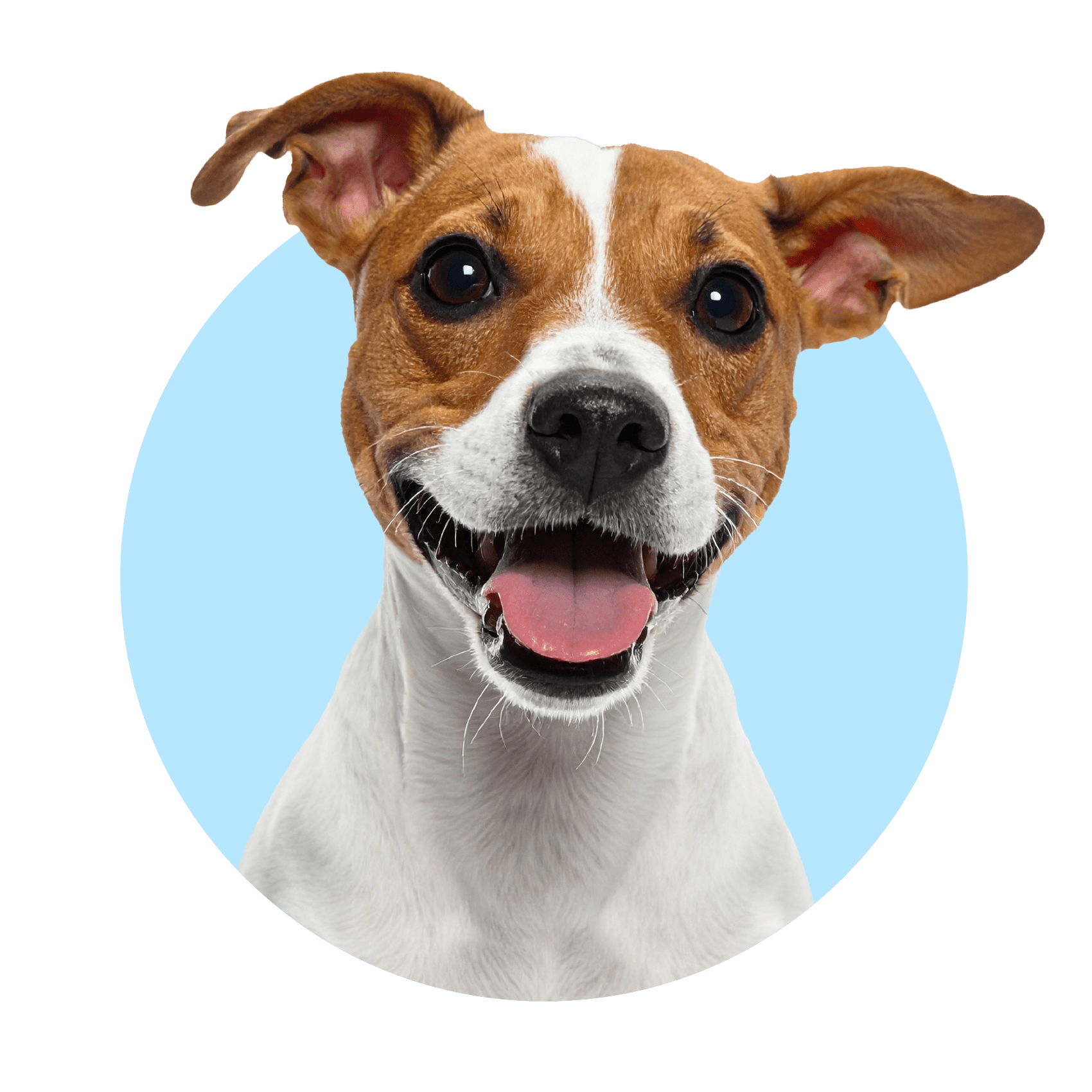 Dog with a happy expression on a green background