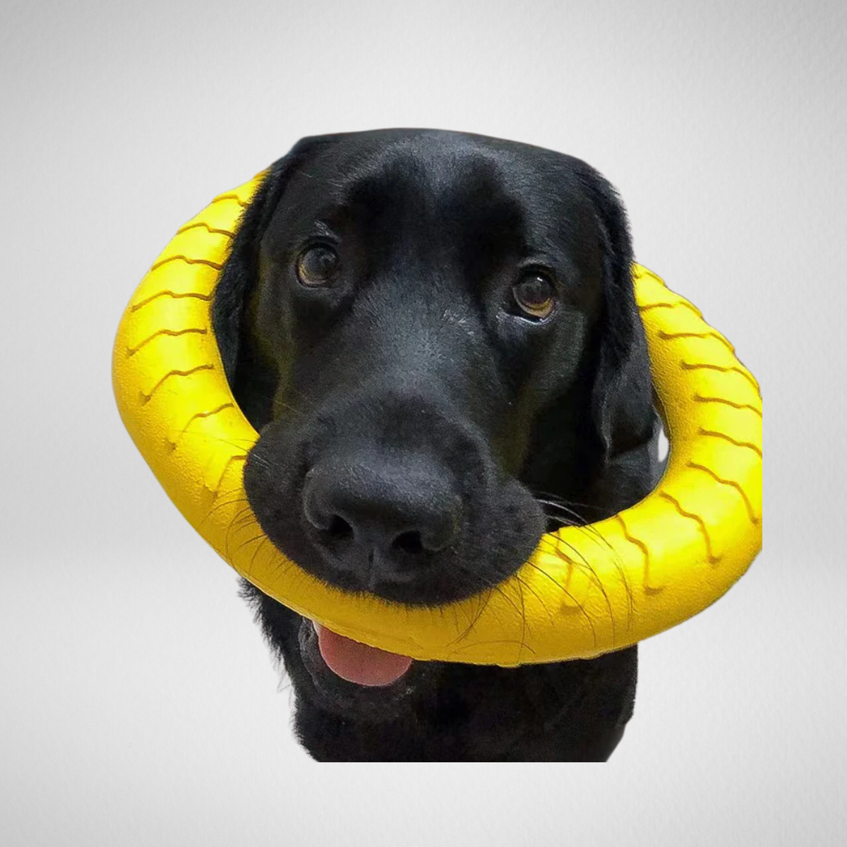 Anello indistruttibile del cane volante