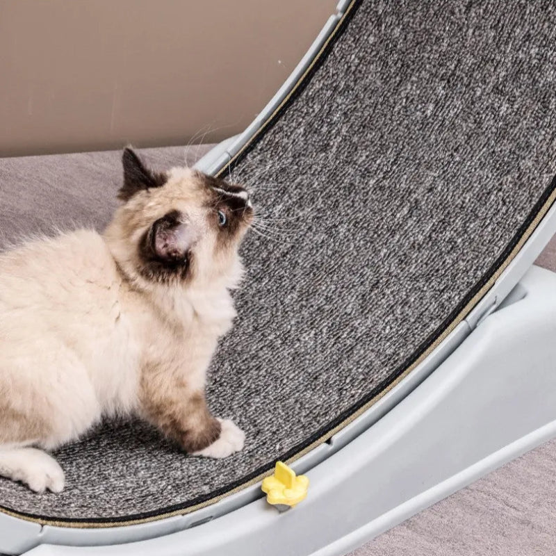 Cat Treadmill