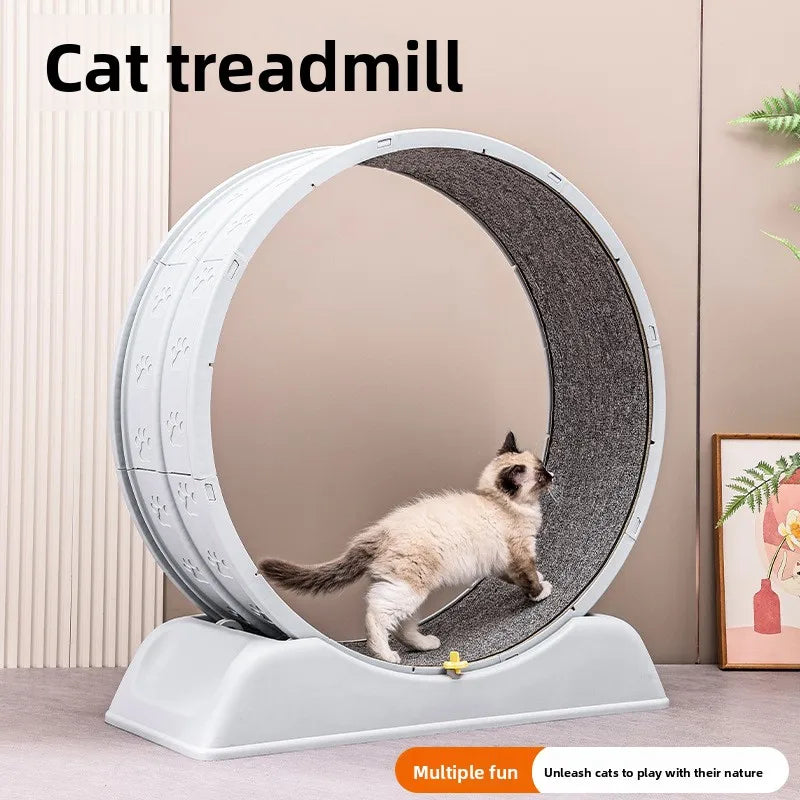 Cat Treadmill