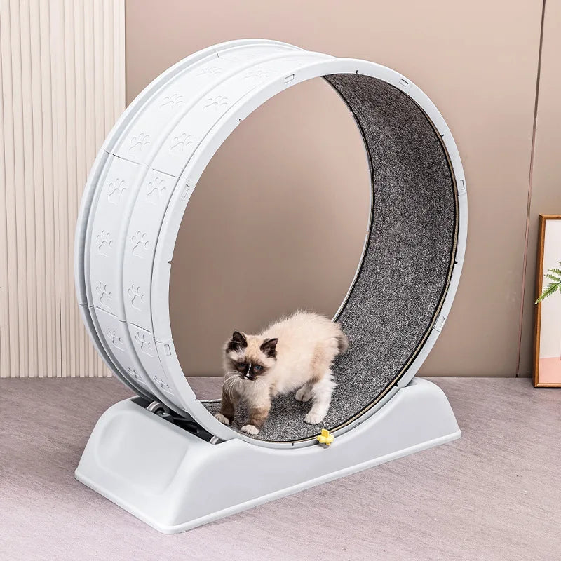Cat Treadmill