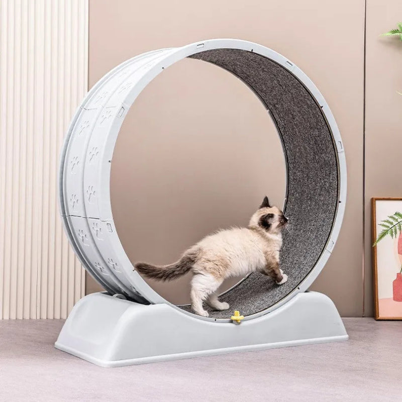 Cat Treadmill