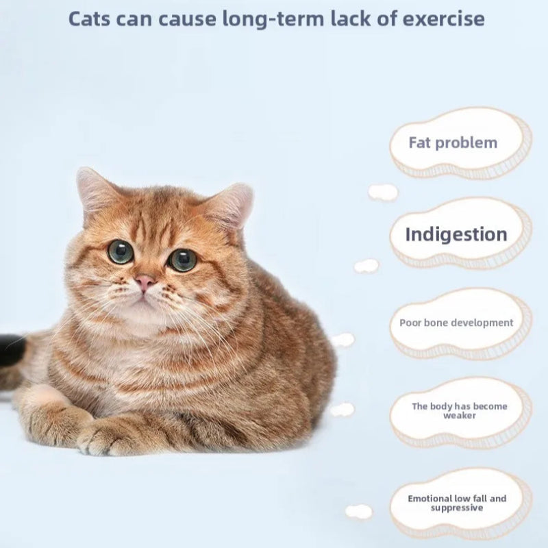 Cat Treadmill
