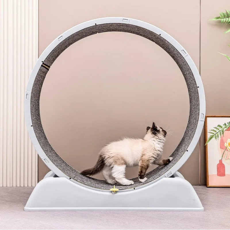 Cat Treadmill