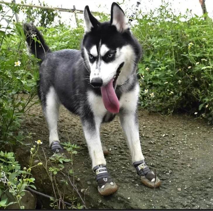Breathable Dog Shoes