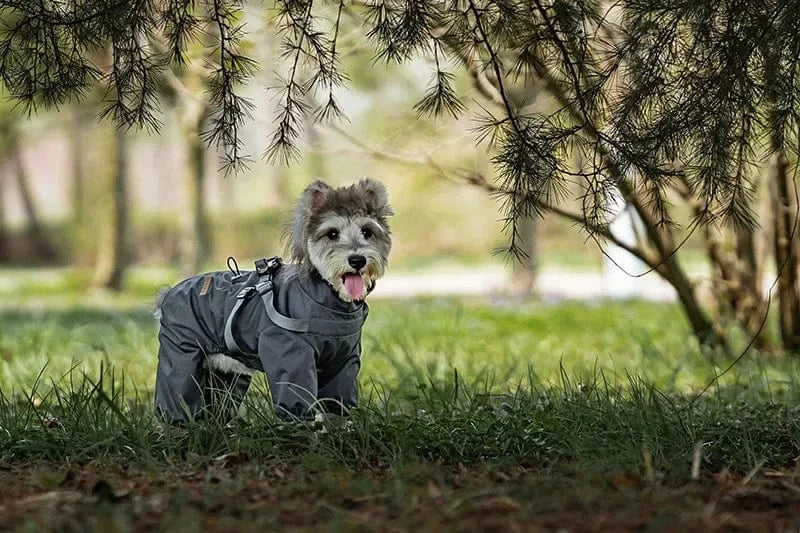 Dog Raincoat with Harness