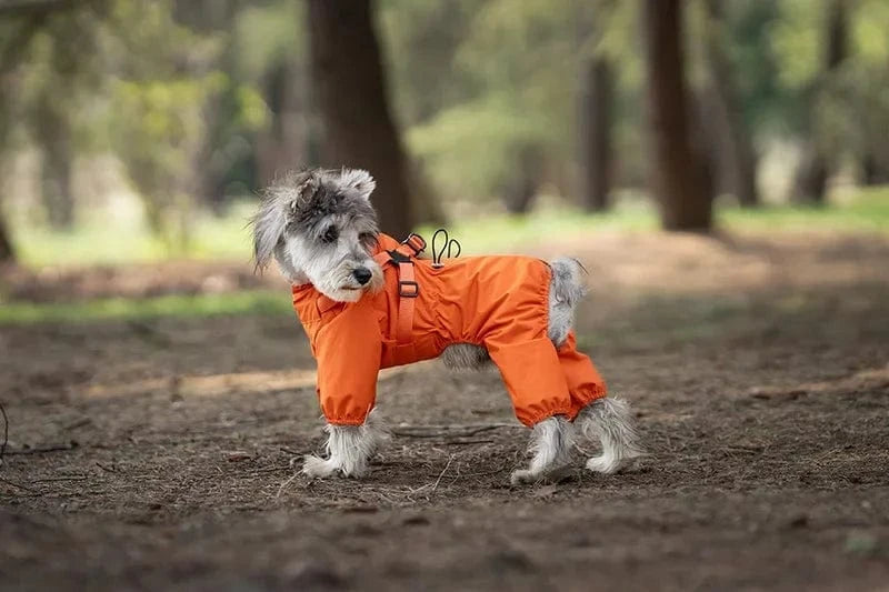 Dog Raincoat with Harness