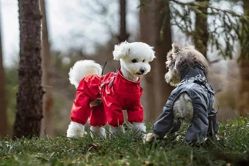 Dog Raincoat with Harness